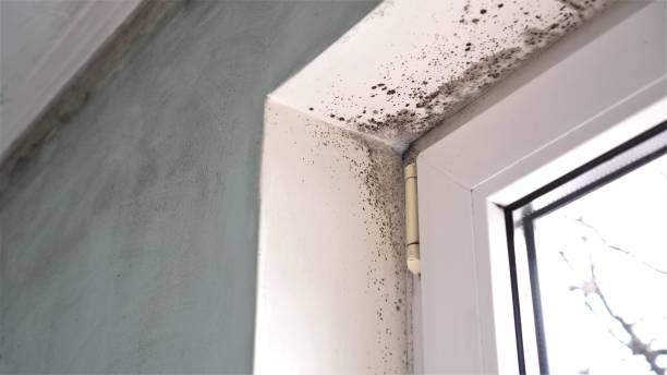 Best Affordable Mold Removal  in USA